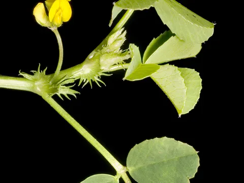 Toothed Medick