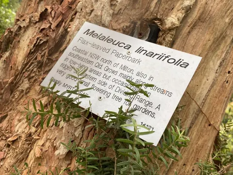 Paperbark