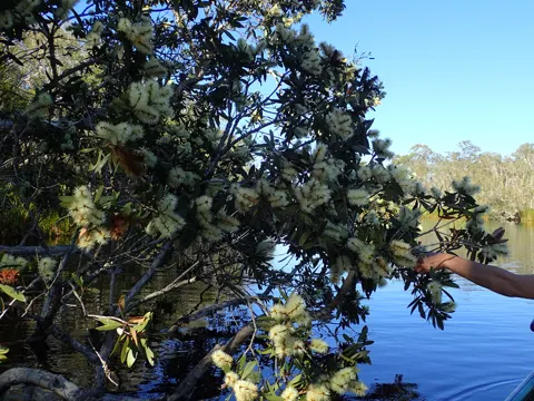 Paperbark Tree