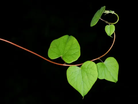 Moonseed