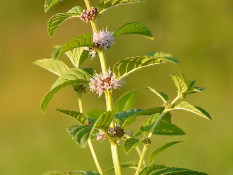 Corn Mint