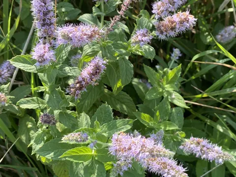 Horse Mint