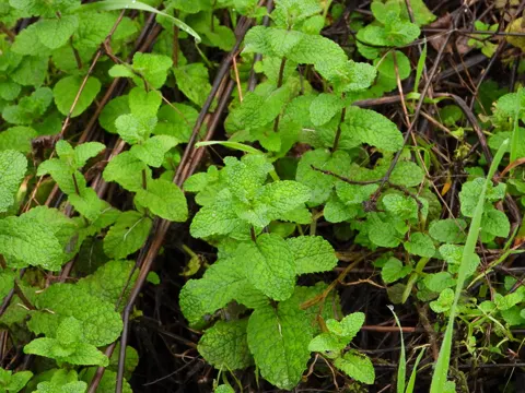 Wild Mint
