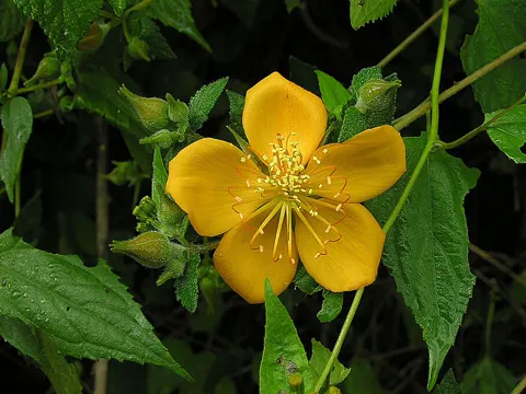 Bristly Mentzelia