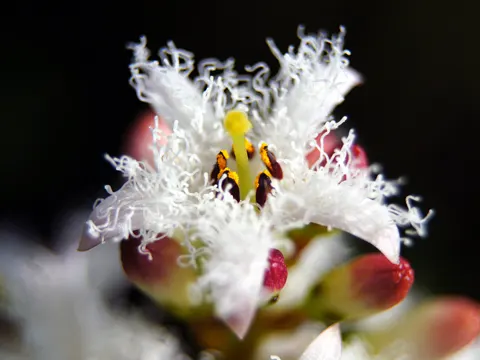Bogbean