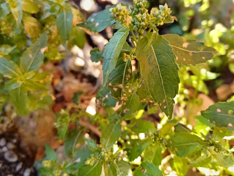 Annual Mercury