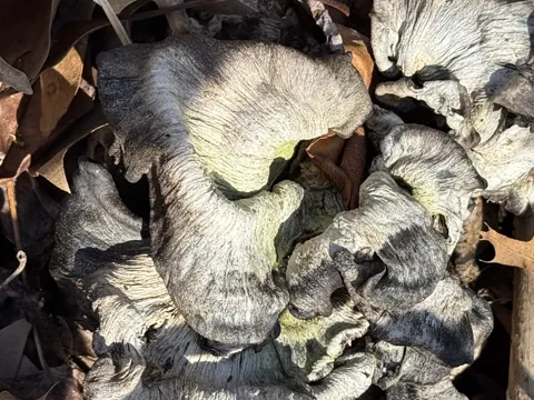 Black Stump Fungus