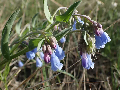 Lanceleaf Bluebells