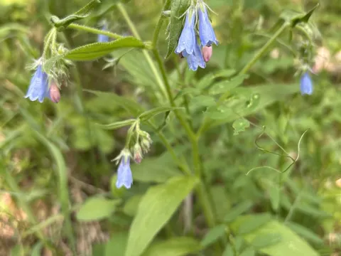 Bluebells