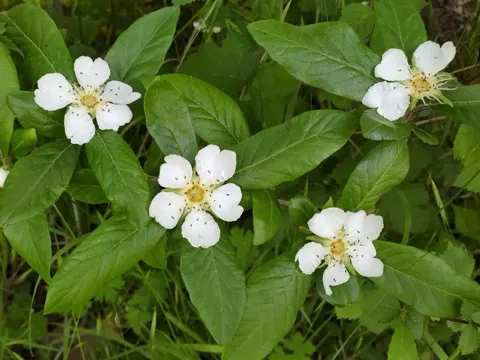 Medlar