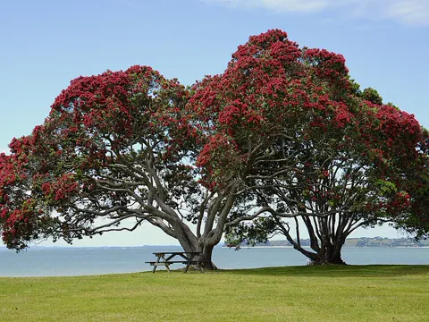 Pohutukawa
