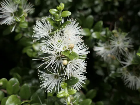 Rātā Vine