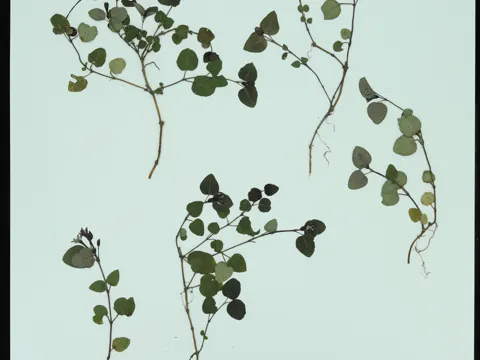 Partridgeberry