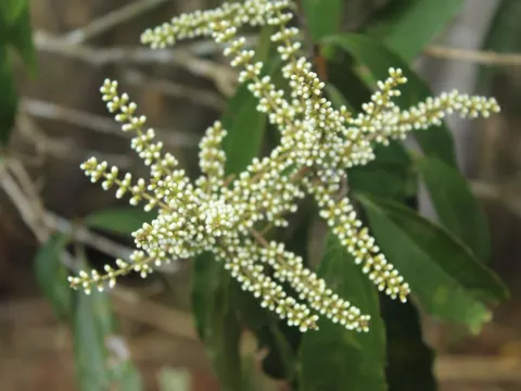 Miconia