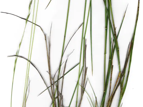 Weeping Rice Grass