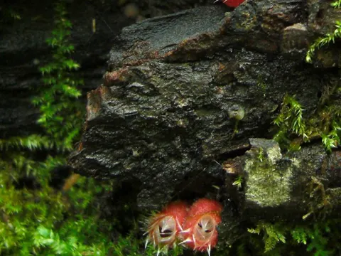 Pink Fringed Faery Cup