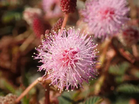 Sensitive Plant