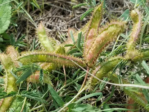 Fourvalve Mimosa