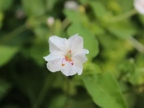Marvel of Peru