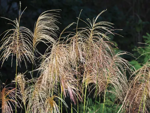 Chinese Silvergrass
