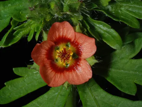 Bristly-fruited Mallow