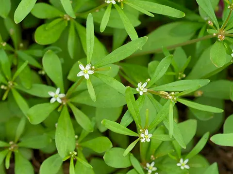 Carpetweed
