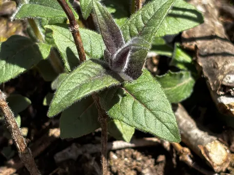 Bradbury's Beebalm