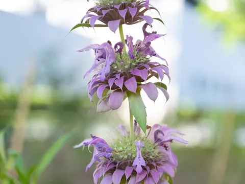 Lemon Bee-balm
