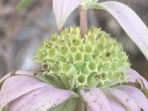 Gefleckte Monarde