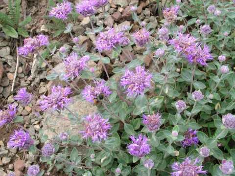 Mountain Pennyroyal