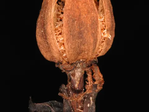 Indianpipe