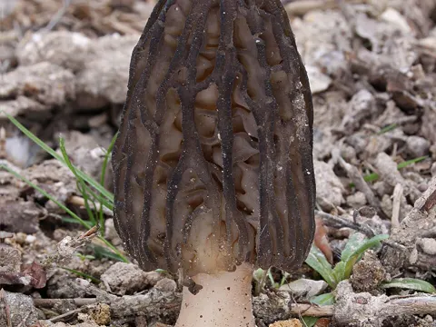 Black Morel