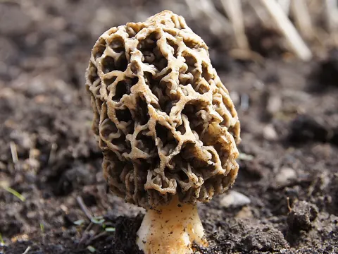 Morel