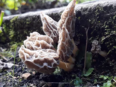 Morel