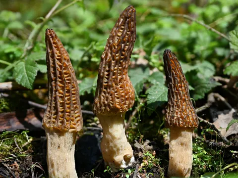 Landscaping Black Morel