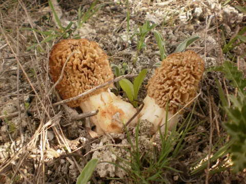 Morel
