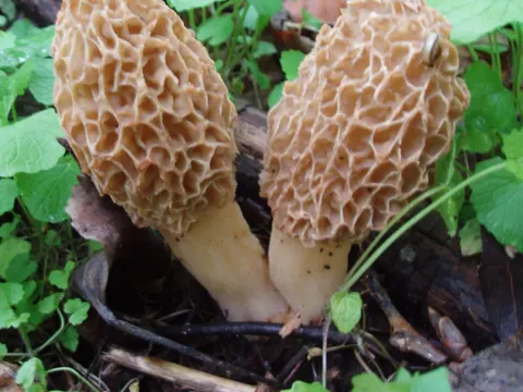 Morel