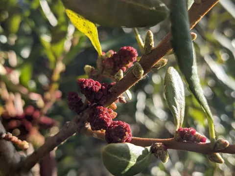 California Bayberry