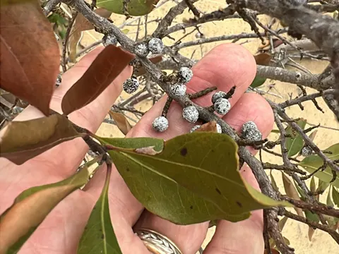 Bayberry