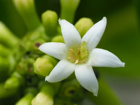Noni