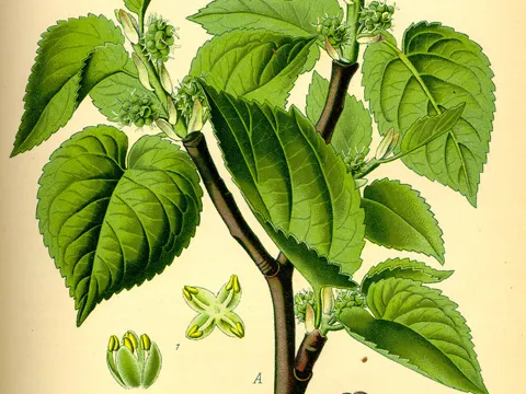 Black Mulberry