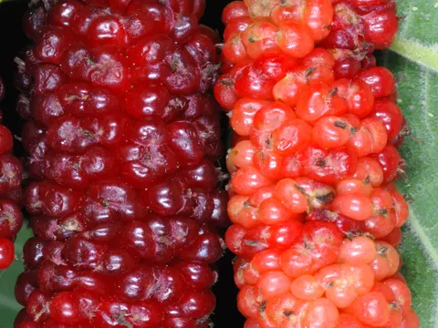 Red Mulberry