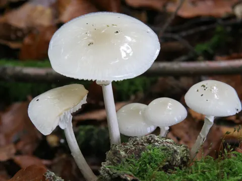 Bleeding Mycena