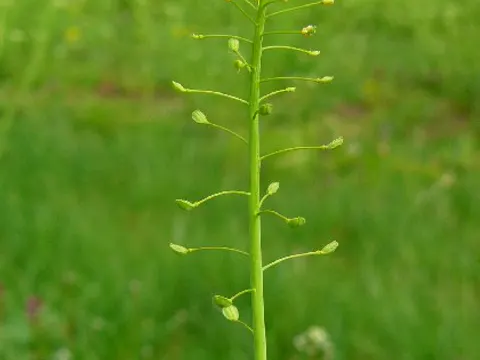 Garlic Pennycress