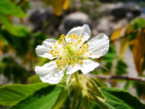 Panama Berry