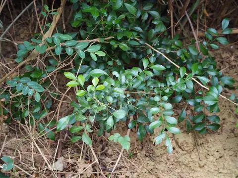 Orange Jasmine