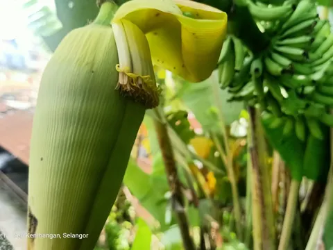 Banana