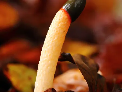 Dog Stinkhorn