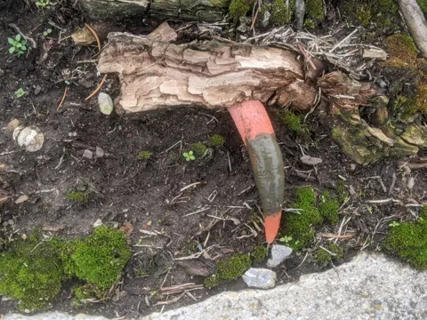 Elegant Stinkhorn