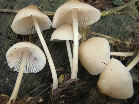 Common Bonnet